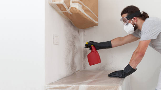 Professional Black Mold Remediation technician working in Mount Holly, NJ