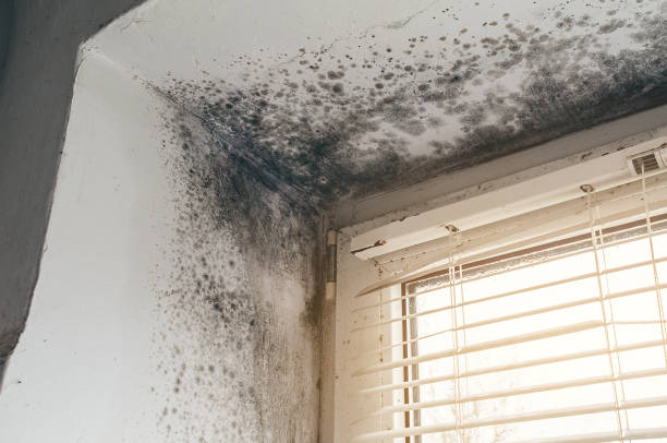 Affordable Black Mold Remediation solutions in Mount Holly, NJ